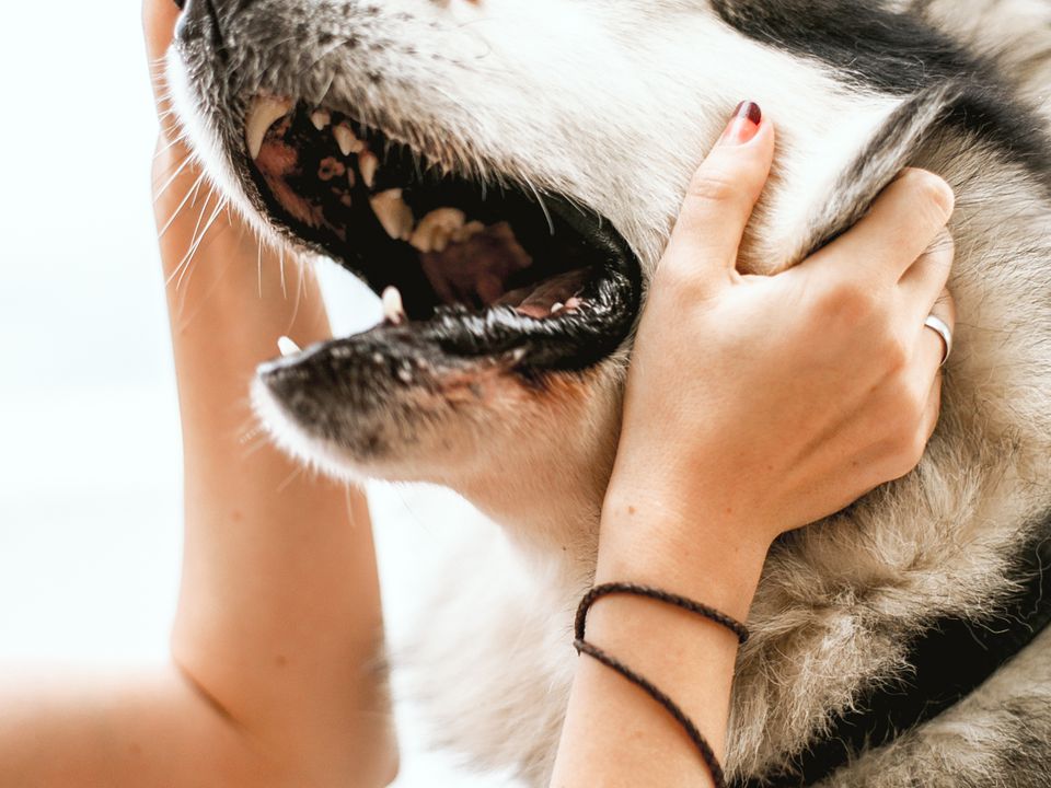 Неприємний запах із рота у собаки: на які хвороби може вказувати. Коли несвіжий подих є ознакою патології і відхиленням від норми.