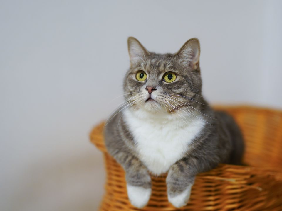 Чим обприскати меблі, щоб кішка перестала підходити до них: корисний лайфхак. Новий метод захисту меблів від пухнастиків.