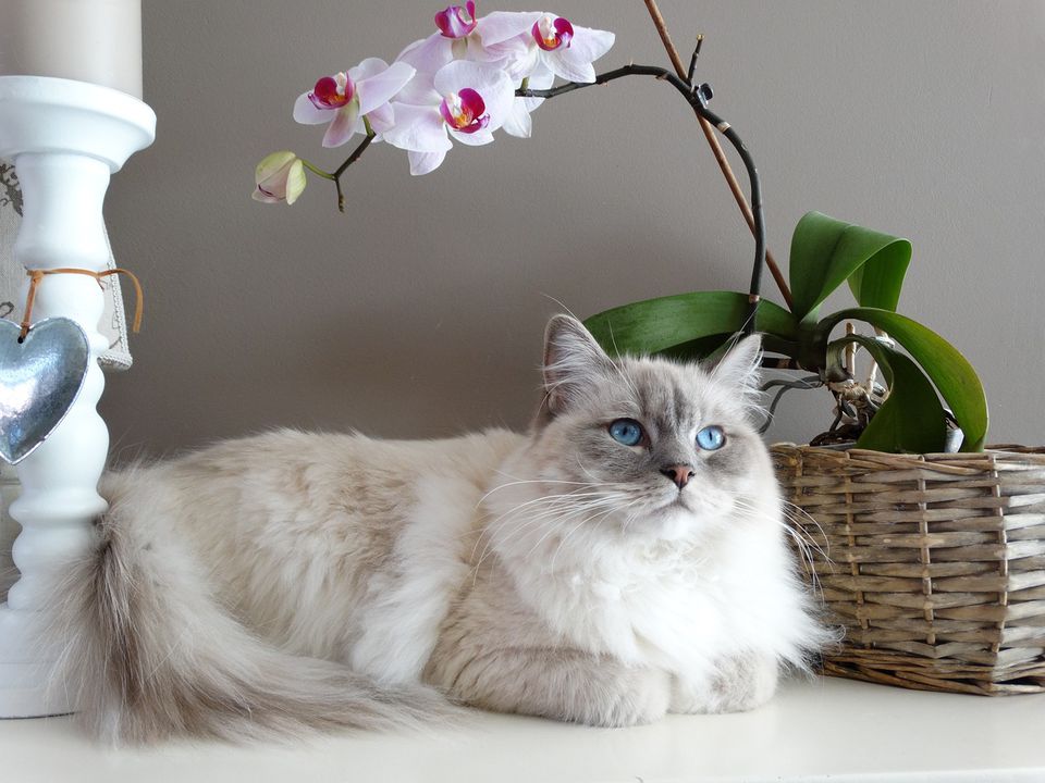 Не зіпсують меблі та шпалери: ці породи котів ідеально підходить для життя у квартирі. Все залишиться цілим.