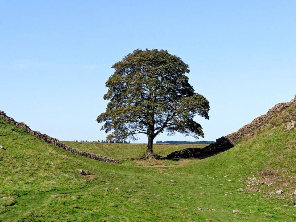 Найвідоміше зрублене дерево Англії планують клонувати. 28 вересня дерево спилили.