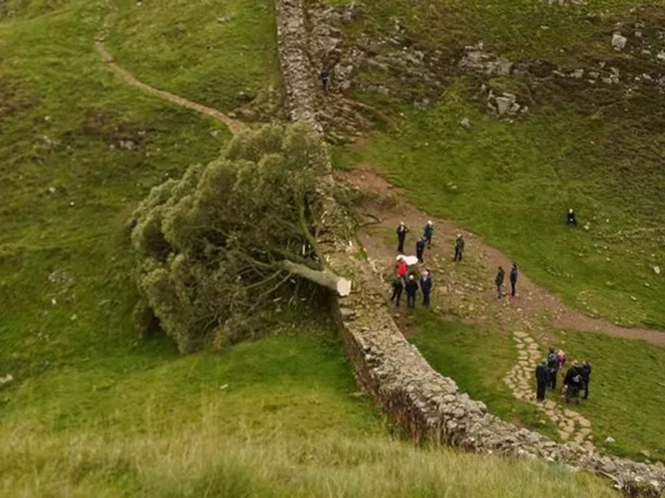 Найвідоміше зрублене дерево Англії планують клонувати. 28 вересня дерево спилили.