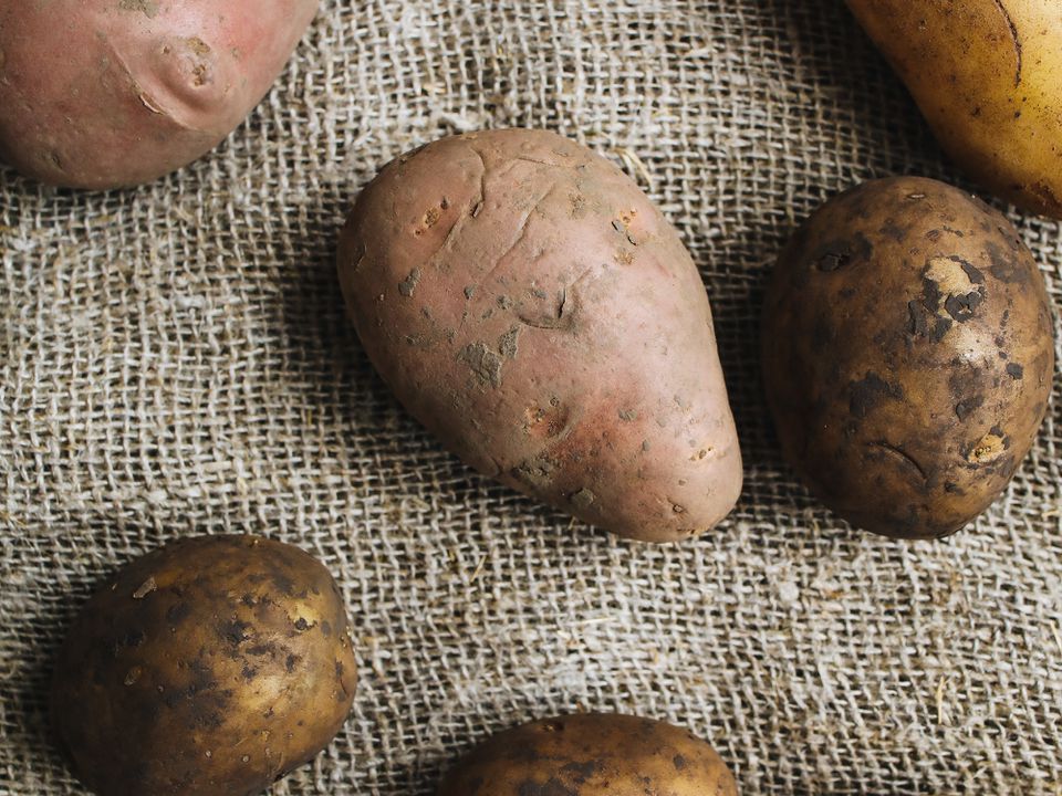 Вчені розповіли, чи справді біла картопля шкідливіша за фіолетову. Яку картоплю краще вживати.