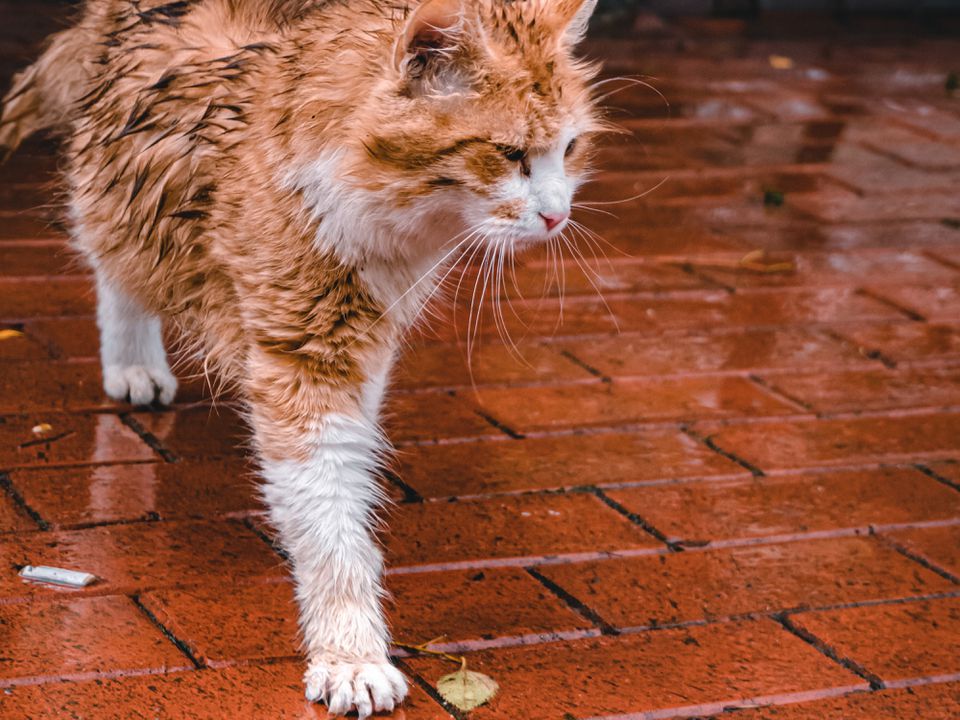 Як кішки переносять дощову погоду: як це впливає на здоров'я тварини. Про це знають не всі.