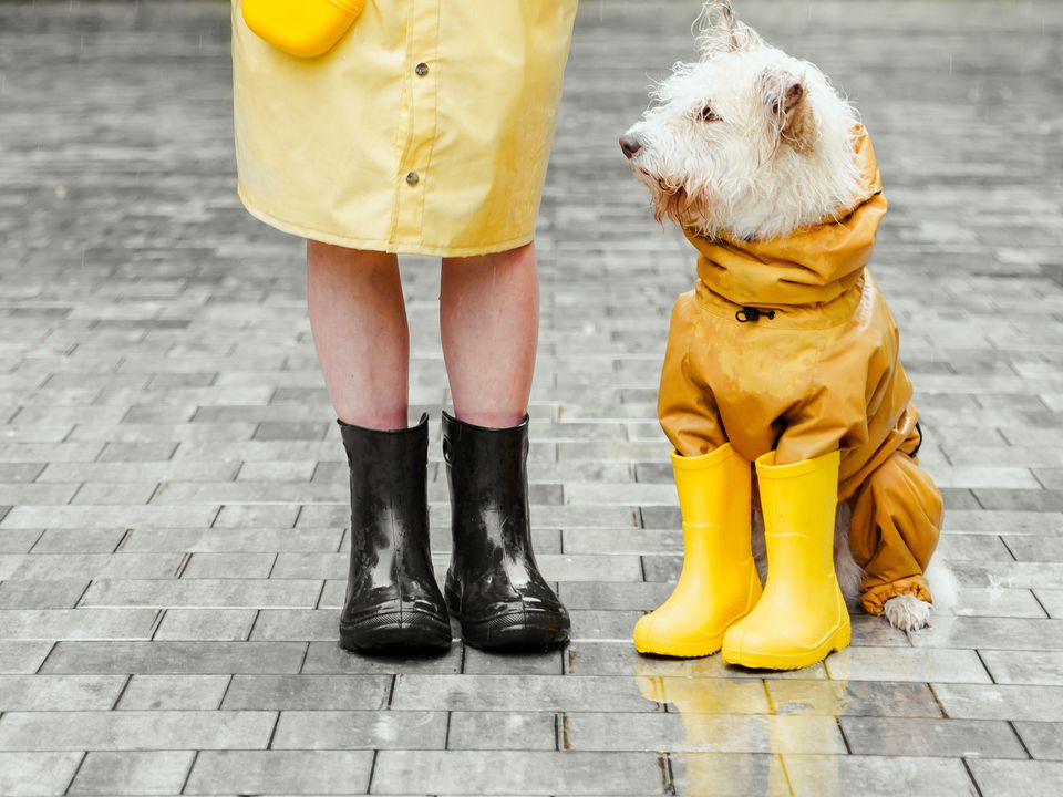 Взуття для собаки — необхідність чи примха господаря. В яких випадках краще захистити лапи вихованця.