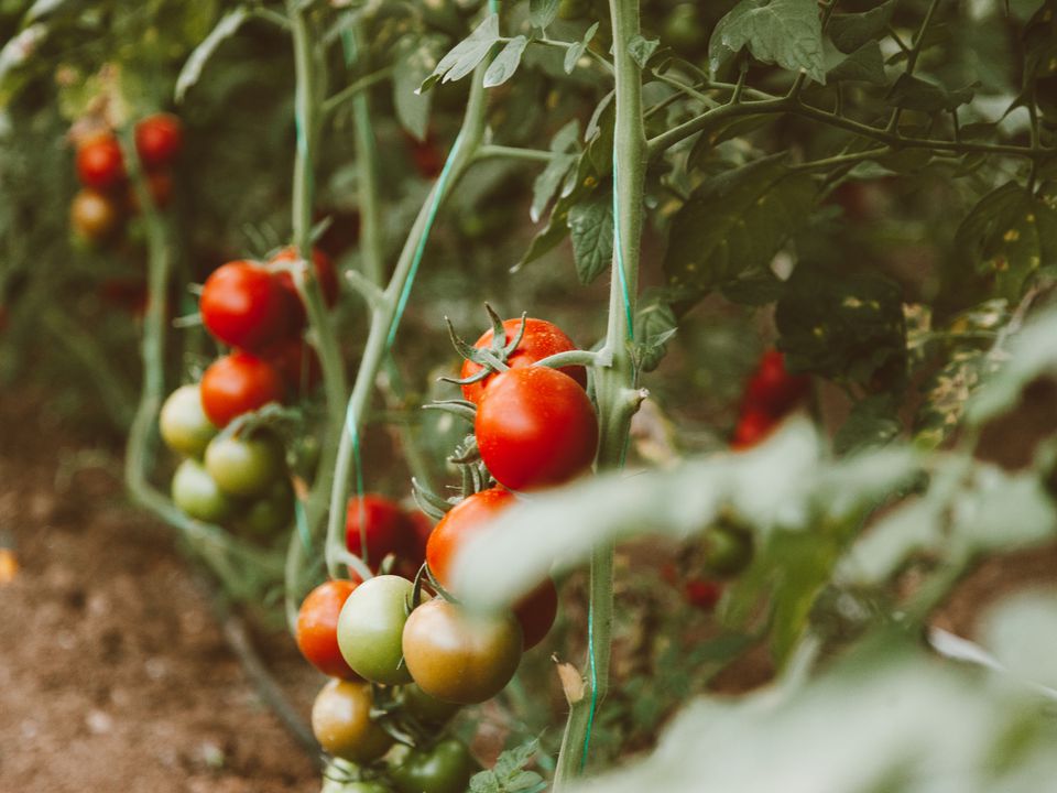 "Підуть" у ріст уже навесні: городникам розповіли, як правильно готувати грядки під помідори восени. Уже просто зараз важливо приділити належну увагу помідоровим грядкам.