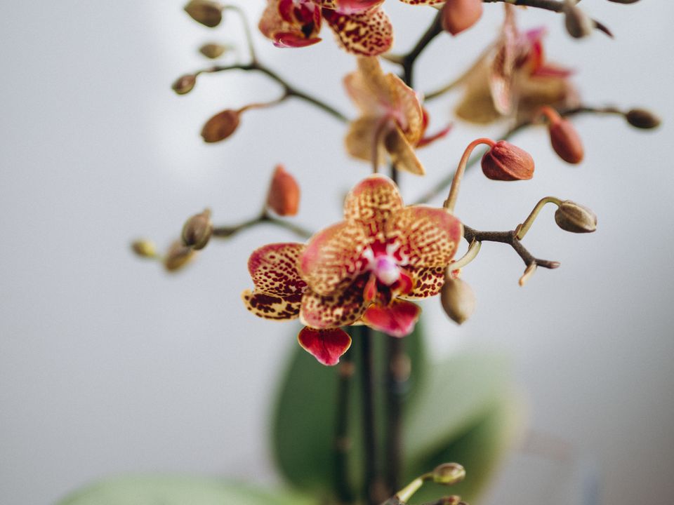 Орхідея буде цвісти цілий рік: як правильно поливати домашню квітку. Поради квітникарів.