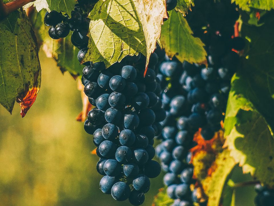 Догляд за виноградом у листопаді: як правильно обрізати. Наступного року рослина порадує багатим врожаєм.