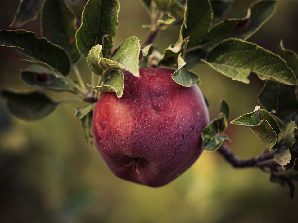 Як врятувати яблуні від холоду: проста процедура перед заморозками. Візьміть на замітку.