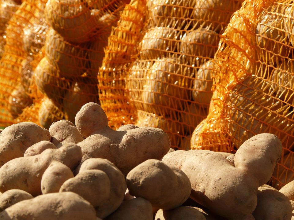 Врятувати підмерзлу картоплю можна лише так: навіть не витрачайте час на інші способи. Агрономи підказали перевірене рішення.