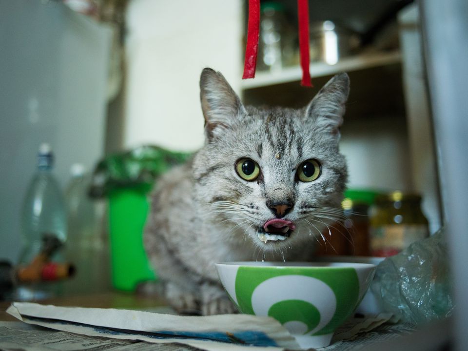 Чому кішка краде зі столу їжу: про це знає не кожен власник. У чому причина такої поведінки кішки.