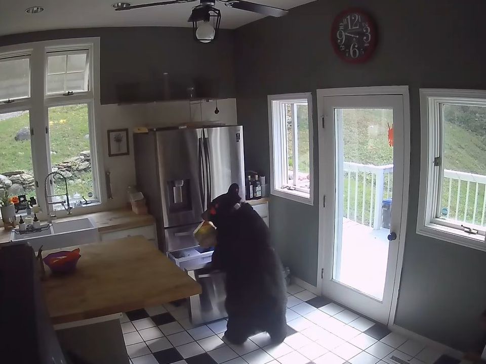 Ведмідь увірвався в будинок, вкрав заморожену лазанью та втік через вікно. Господиня житла в цей час чаювала в гостях.