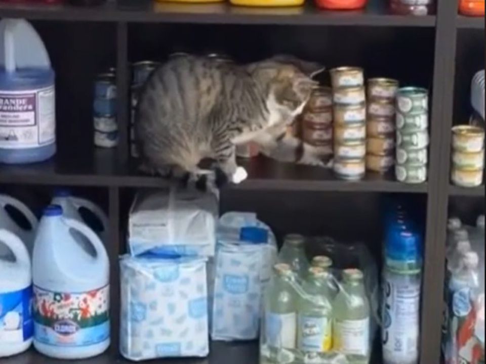 "Підвищення" гарантоване: котик вирішив встановити свій порядок в магазині. Нахабний пухнастик влаштував безлад на полицях крамниці.