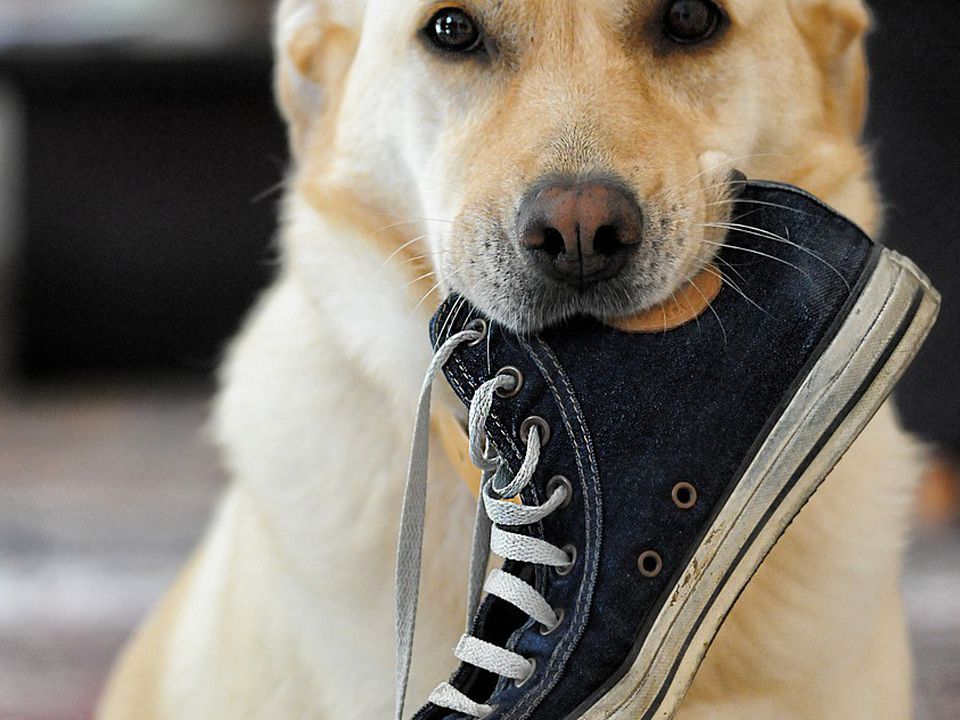 Чи потрібні собакам взимку черевики. Важливо врахувати кілька факторів.