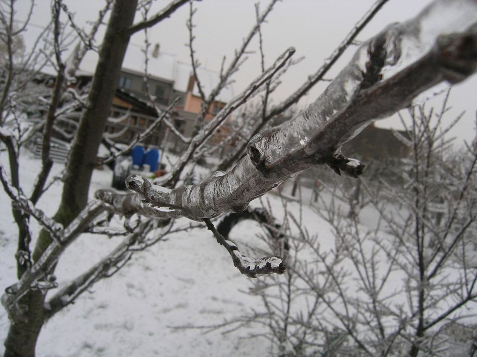 Чи треба збивати лід з обледенілих дерев та як підготувати сад до крижаного шторму. Як доглядати за обмерзлими деревами.