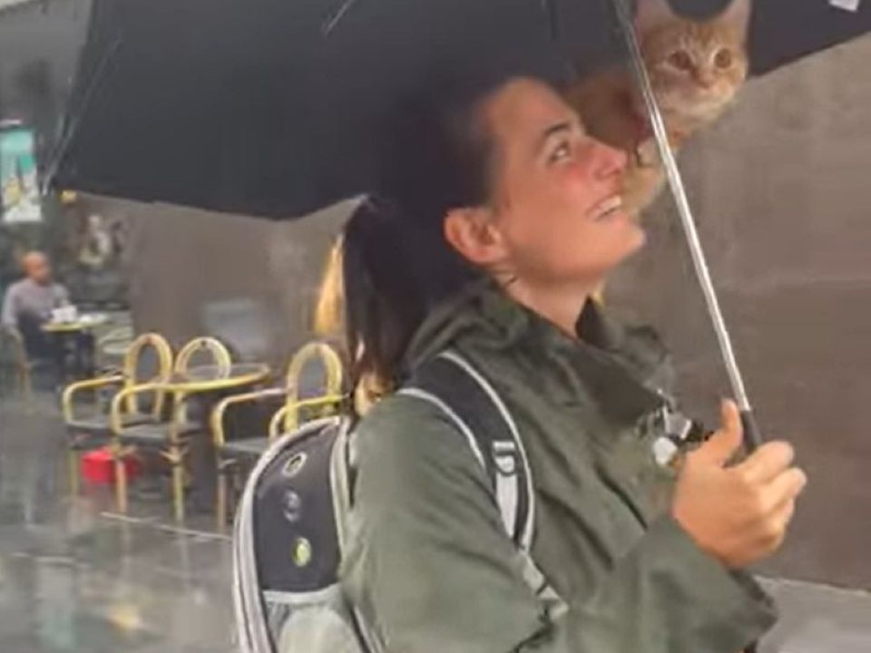 Винахідливий кіт погуляв під парасолькою під час дощу. Чарівний пухнастик придумав, як не промокнути під час зливи.