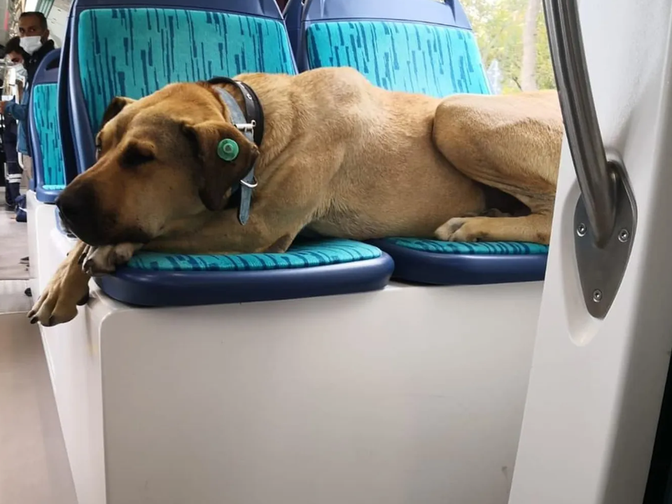 Боджі — бездомний пес зі Стамбула, який не ходить вулицями, а їздить на громадському транспорті. Якби кожен пасажир був таким же культурним та акуратним як Боджі.