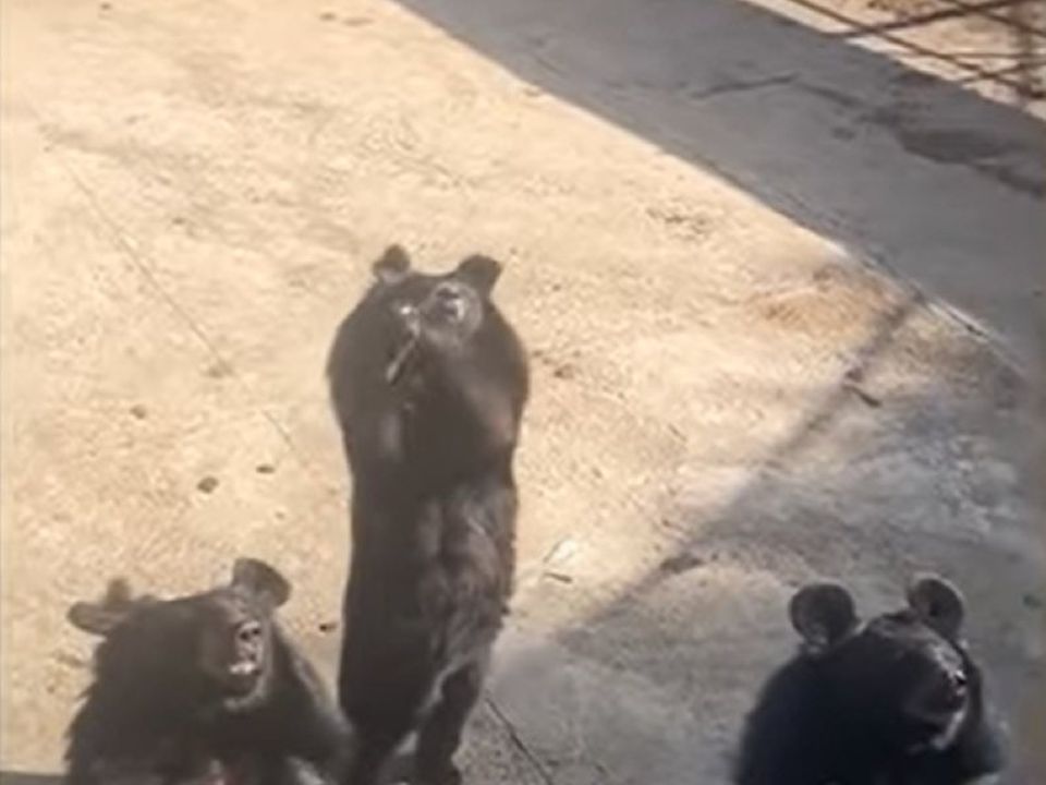 Ведмеді в зоопарку станцювали китайський танець. А це точно клишоногі?