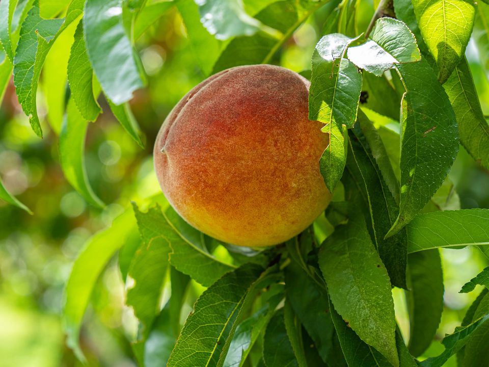 Підготовка персика до зими: як правильно вкрити й утеплити. Інформація, яка ніколи не буде зайвою.