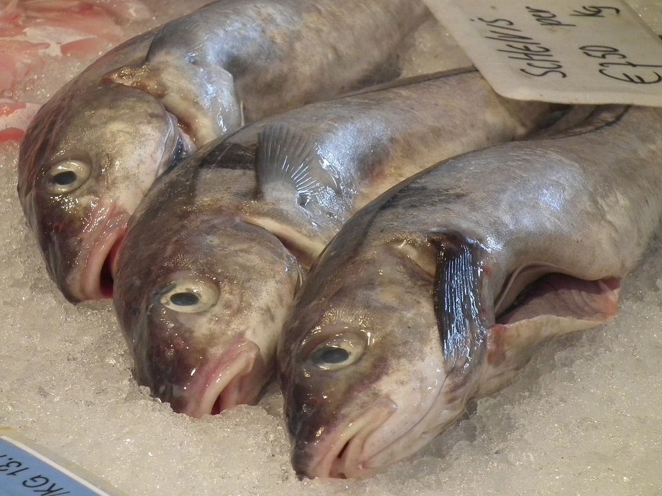 Скільки можна зберігати рибу в морозилці: як правильно заморозити, щоб зберегти смак. Поради щодо заморожування та розморожування риби.
