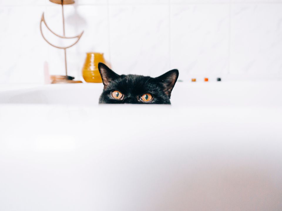 А ви зможете помітити кота, захованого у ванній: мурчик показав фокус із раптовою появою. Господар був вражений побаченим.