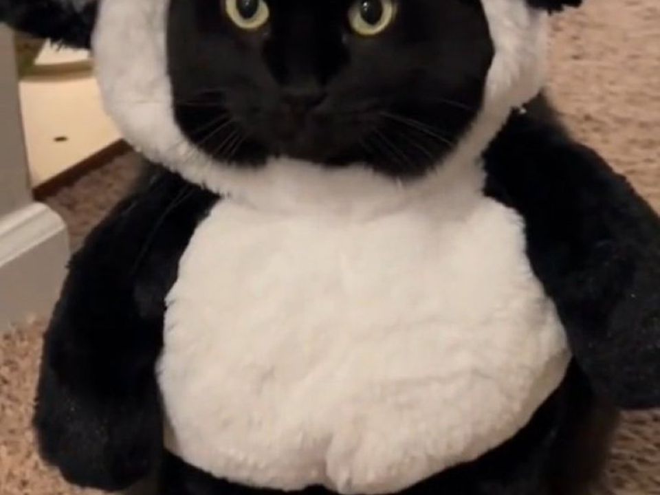 Кіт у костюмі панди зарядить гарним настроєм будь-кого. Чого дивишся? Бамбук неси.