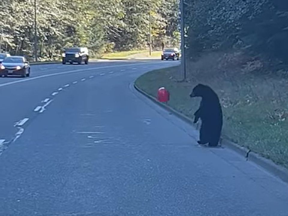 У США ведмежа помітило червону кульку на дорозі та погралося з нею. Це просто кадр із мультфільму!