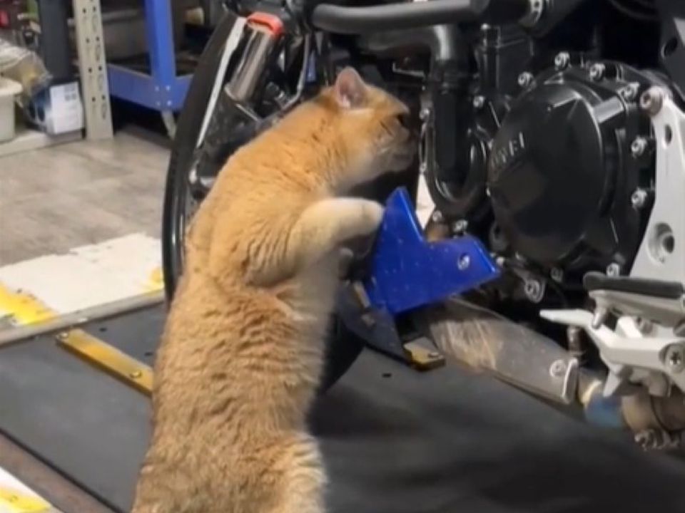 Рудий котик, який вирішив перевірити справність мотоцикла, розвеселив Мережу. Що тут у нас?