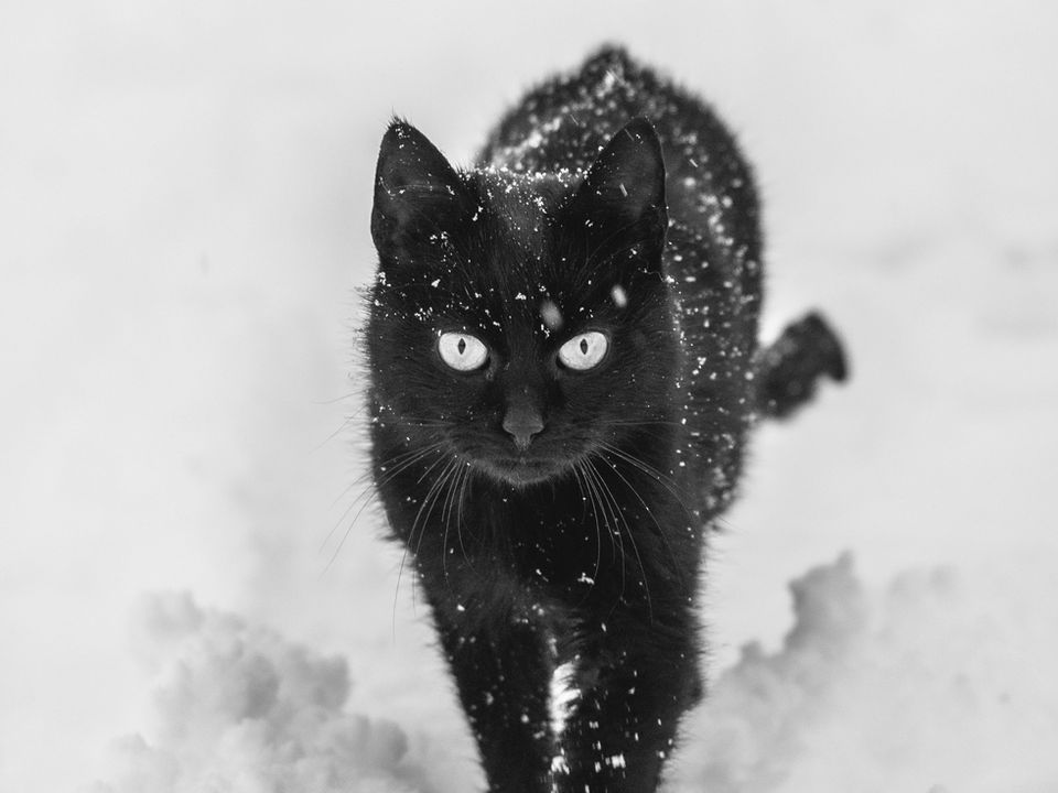 Подивіться на кумедну реакцію котика, який уперше побачив сніг. Явище вразило пухнастика до глибини душі.