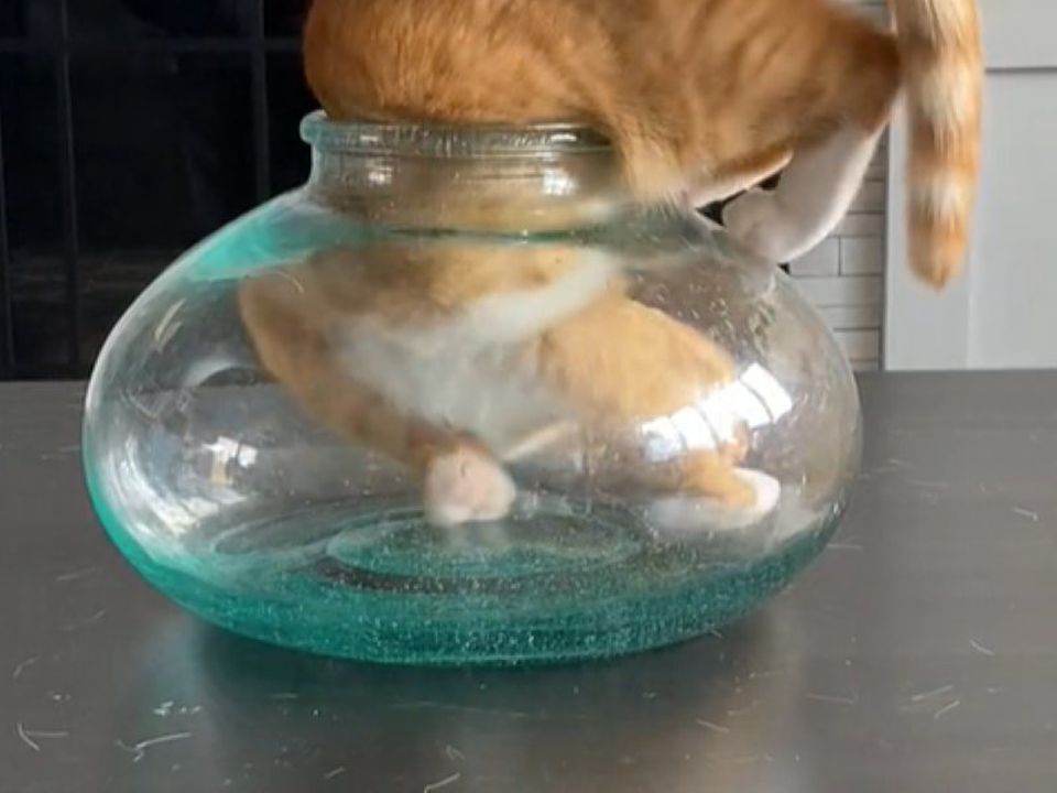 Рудий котик захотів відчути себе рибкою та заліз в досить маленький акваріум. Відео, яке ще раз доводить, що кішки — це рідина.