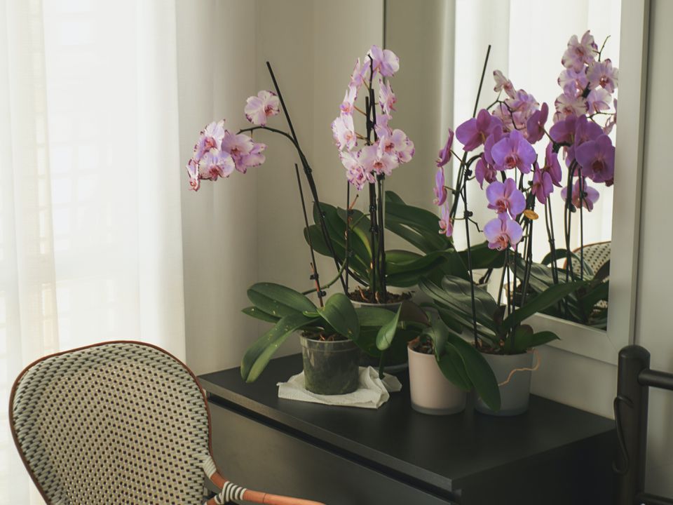 Чому в'януть орхідеї: експерти назвали кілька помилок у догляді за квітами у зимовий період. Як доглядати за орхідеями взимку.