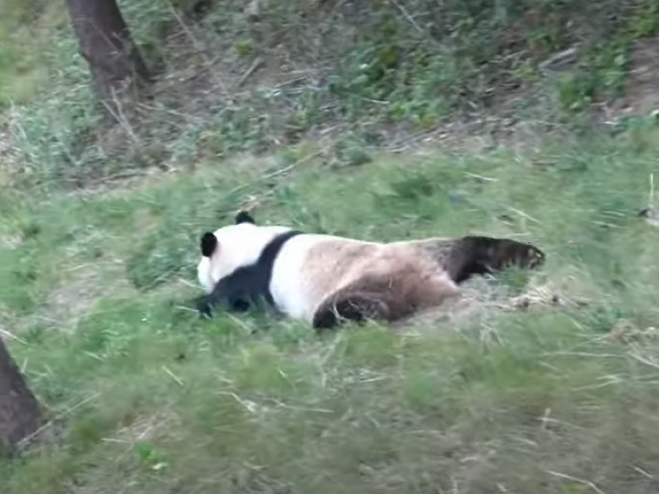 Мережу розвеселила панда, яка навчилася скочуватися з трав'янистого пагорба. Такій безтурботності можна лише позаздрити.
