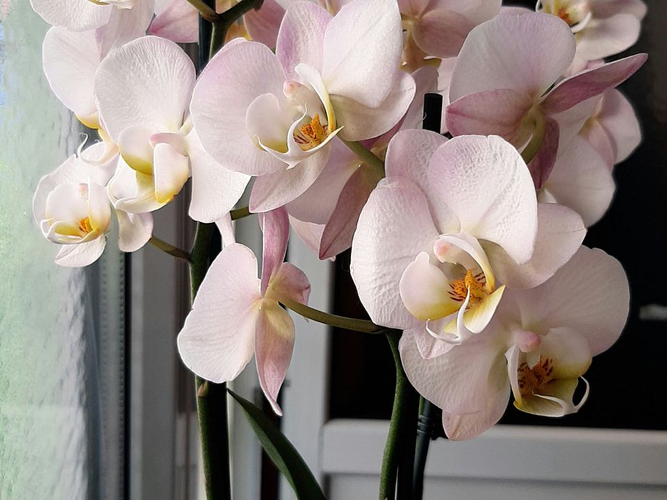 Пара крапель молока змусить вашу орхідею пишно цвісти весь рік. Рослина рясно покриється квітами.
