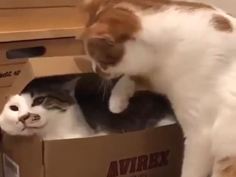 Точно не загубиться: котик показав, як надійно потрібно "упаковувати" друзів в коробку. Приємної поїздки!