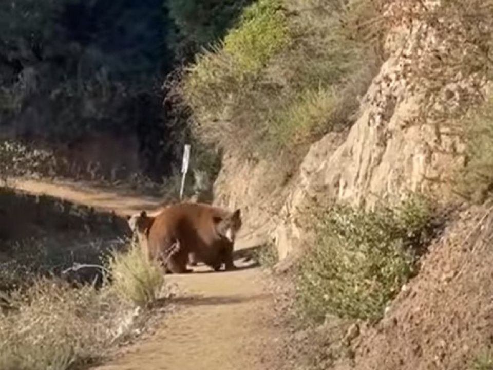 Туристка зняла на відео свою жахливу зустріч з матір'ю-ведмедицею та її двома ведмежатами. Жінка навіть ревіла, намагаючись відігнати тварин.