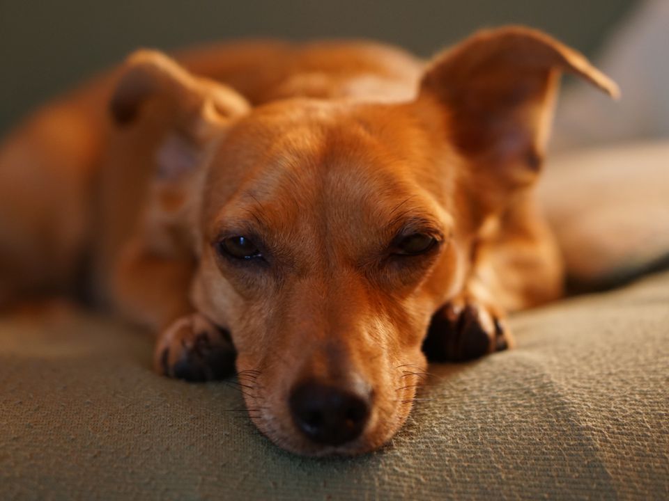 Чому у собаки червоні очі: розбираємося в можливих причинах. Почервонілі білки очей у песика можуть бути як нормою, так і патологією.