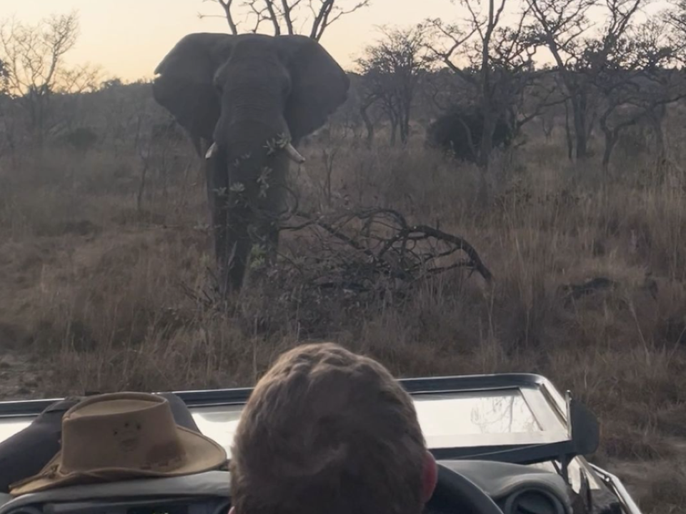 Розгніваний слон, переслідуючи джип з туристами, зі злості зламав дерево. Ось хто головний у заповіднику.