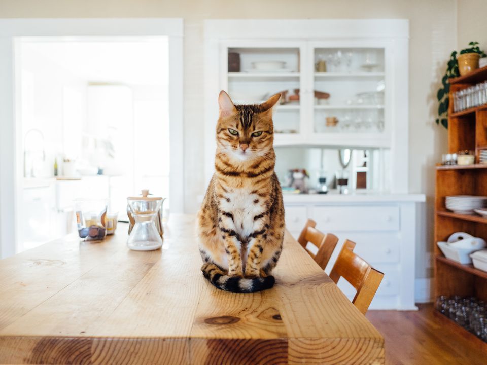 Як привчити кішку не лазити по столу: короткий посібник з нескладних правил. В цій статті ми розглянемо кілька підходів та рекомендацій для успішного виховання вашої кішки.