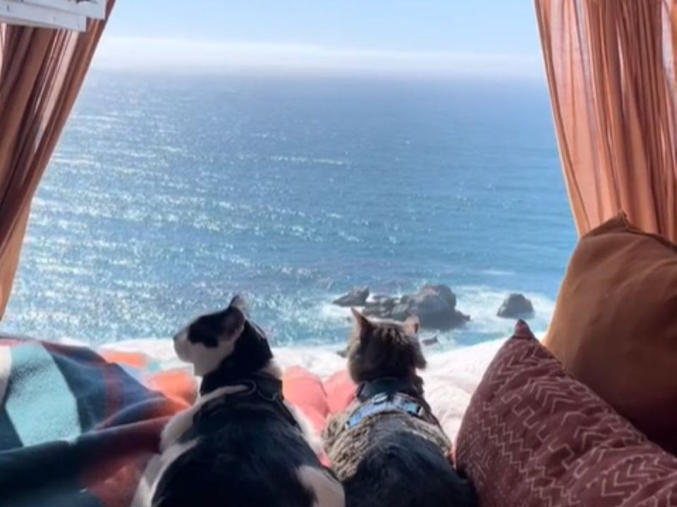 Два щасливі котики, які подорожують світом, проживають своє найкраще життя. Обличчям до океану, весни та квітів.