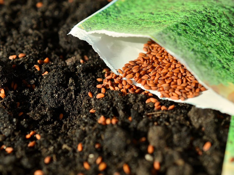 Декілька ознак того, що перед вами якісне насіння, а не підробка. Пора потихеньку запасатися посадковим матеріалом.