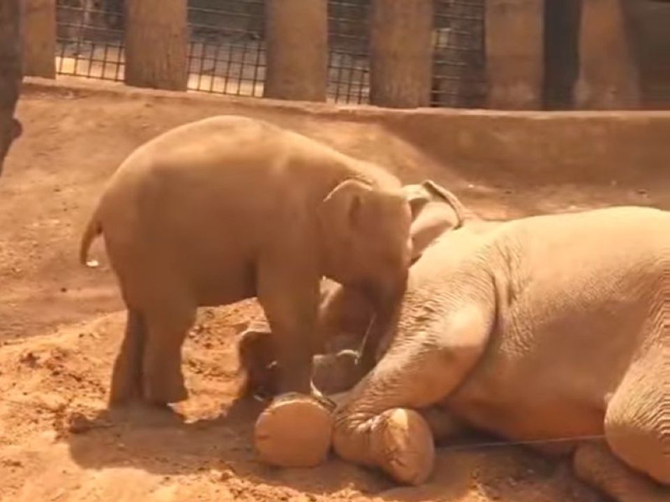 Слониха в зоопарку прилягла відпочити, але в її грайливого малюка були інші плани. Слоненя замучило свою маму, яка хотіла подрімати.