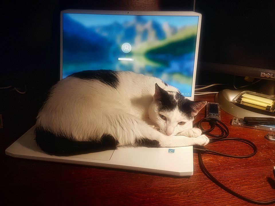 Чому кішки люблять лежати на клавіатурі. Маніпуляція, на яку ведуться люди.