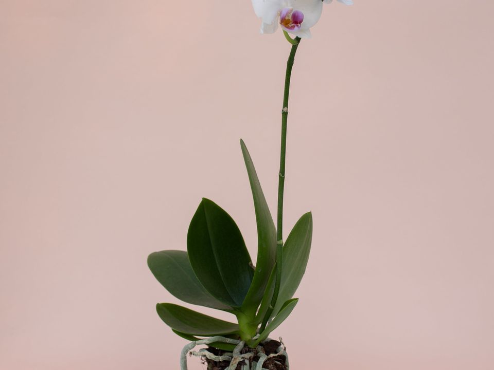 Орхідея знову зацвіте: як правильно доглядати за корінням квітки. Тонкощі догляду за рослиною.