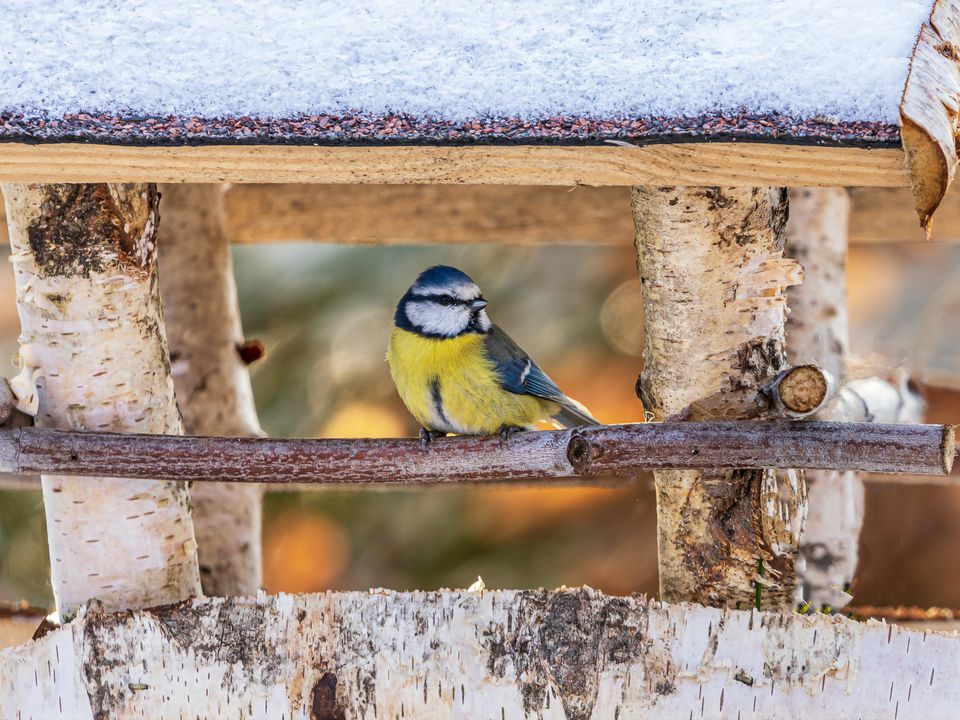 Чим можна і чим не можна підгодовувати птахів узимку, щоб не нашкодити їхньому здоров'ю. Підтримаймо пернатих друзів в холодну пору року.