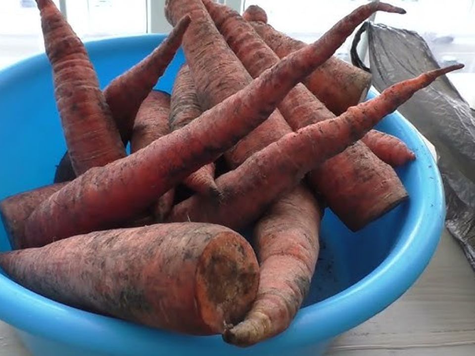 М'яка морква знову стане хрумкою: просто залийте її цією сумішшю. Інші овочі також можна реанімувати.
