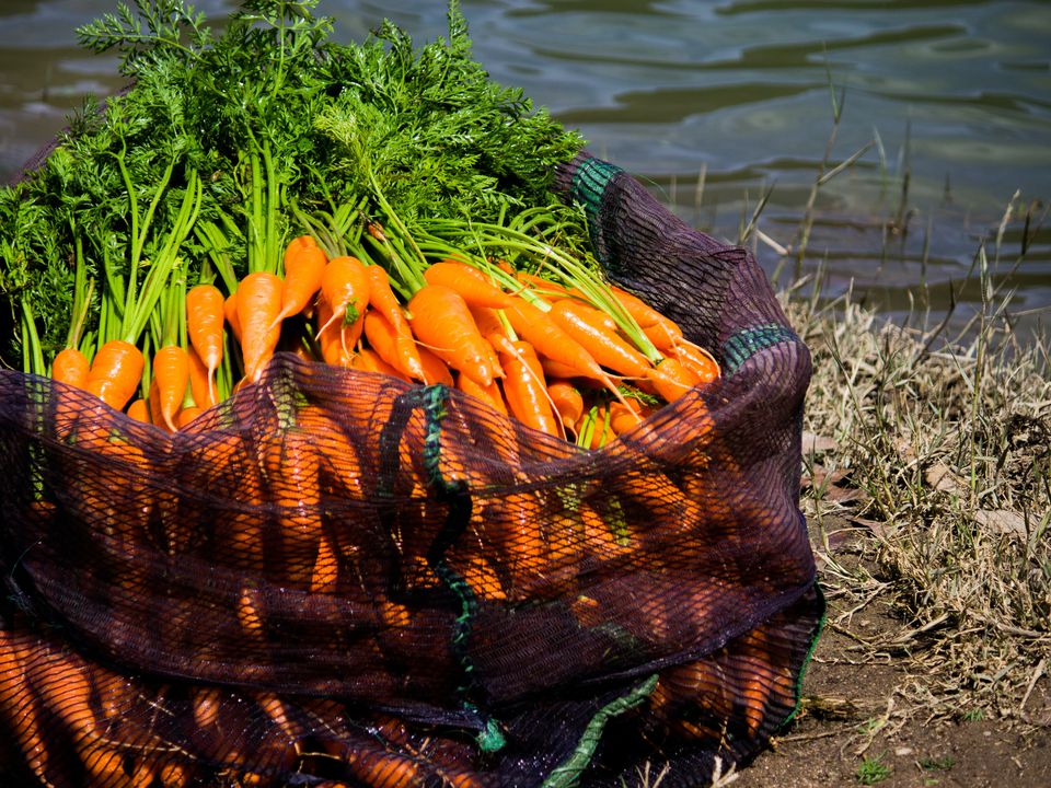 Застосування морквяного бадилля в кулінарії. Цей продукт не менш цінний, ніж коренеплід.