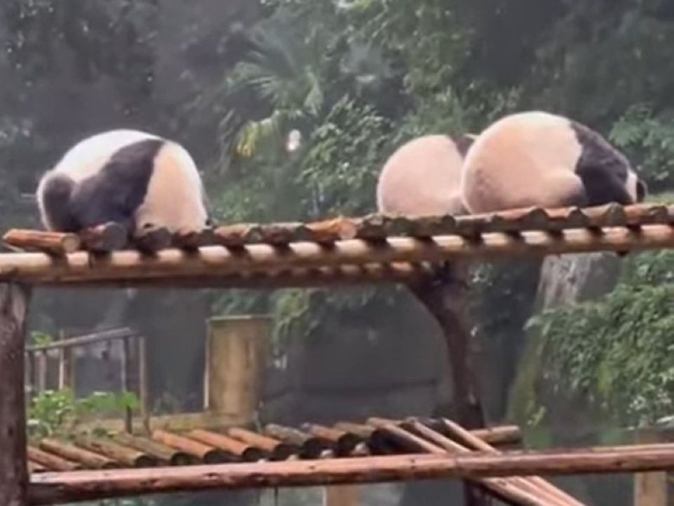 Якщо не бачити дощу, то він і не намочить: панди кумедно сховалися від негоди. Дивіться кумедне відео про ведмежат.