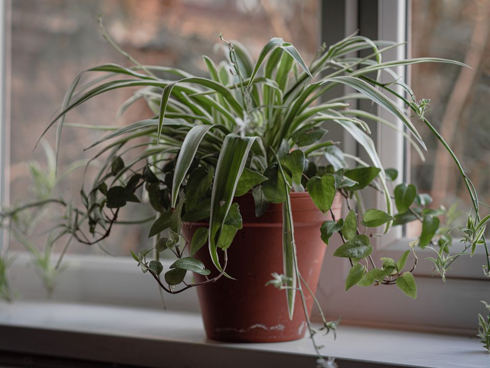Вікна більше "плакати" не будуть: рослини, які допоможуть запобігти появі конденсату. Квітникарі забули про проблему.