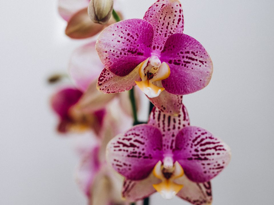 Зимове підживлення для орхідеї, після якого квітка шалено зацвіте. Підгодівля робиться із простих продуктів, які у багатьох є вдома.