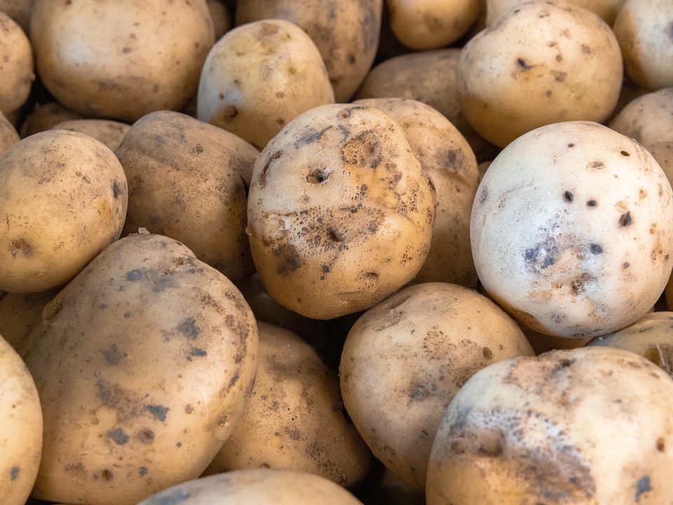 Чи можна їсти картоплю, на якій з'явилися гнилі плями під час зберігання. В чому небезпека зіпсованих овочів.