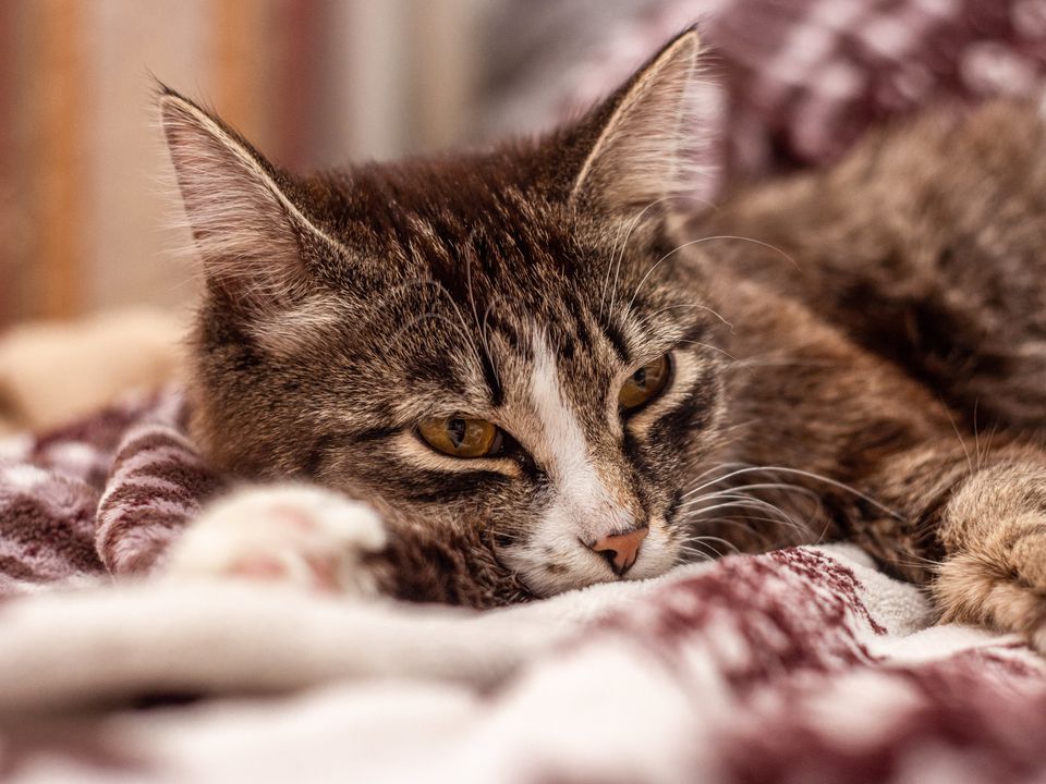 У кішки сльозяться очі — чому це відбувається і що робити. Про це повинен знати кожен власник.